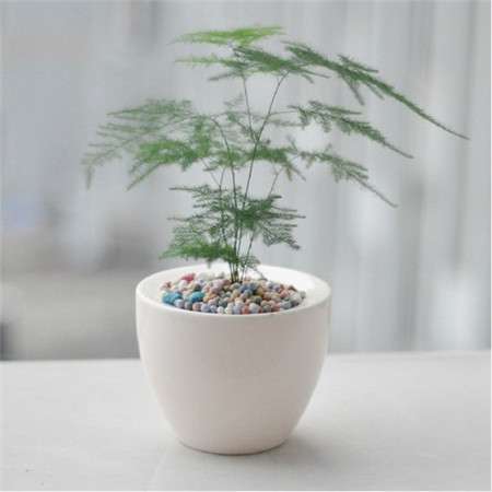 埋节繁殖 翠竹成林 埋节繁殖 翠竹成林