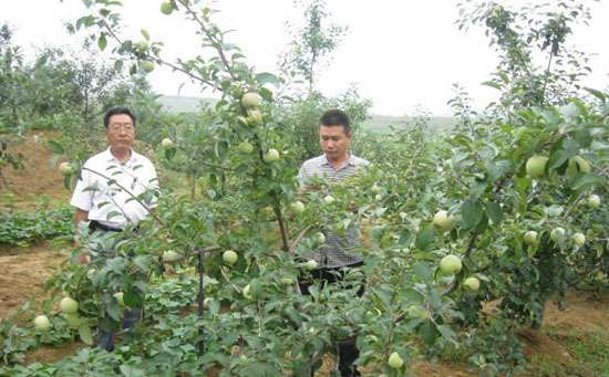 果树施用硼肥3.jpg
