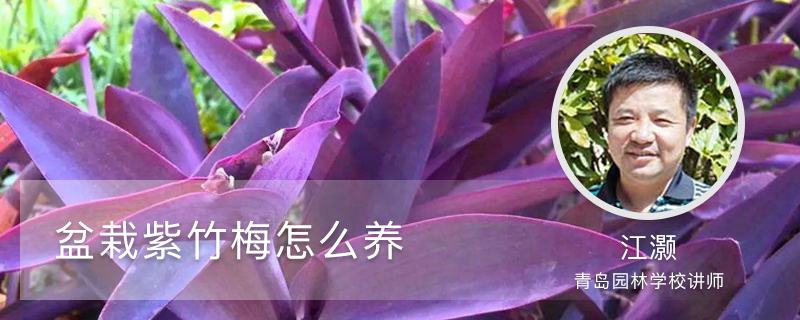 盆栽紫竹梅怎么养 盆栽紫竹梅怎么养