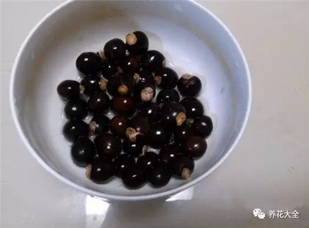 桂圆果肉去掉 桂圆果肉去掉