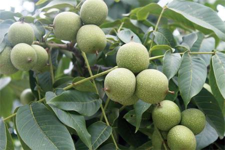 核桃树 核桃树