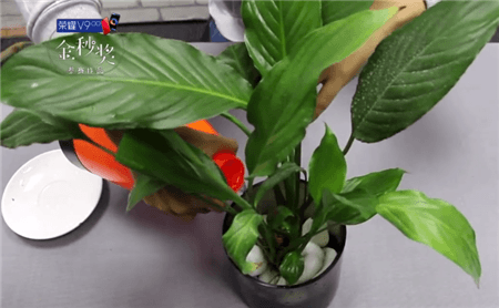 水培白掌 水培白掌
