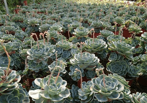 玉蝶植株 玉蝶植株