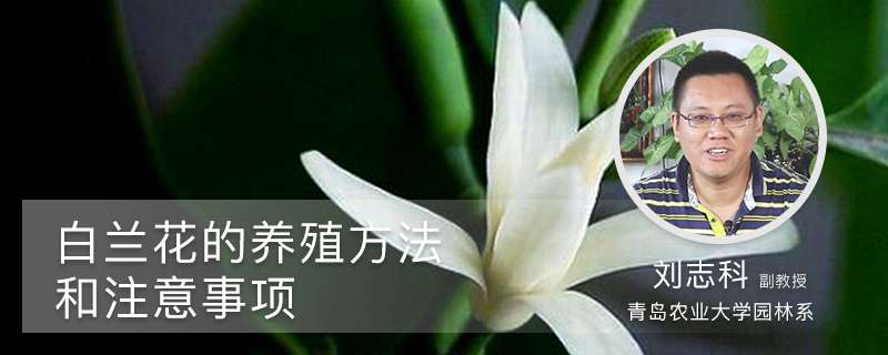白兰花的养殖方法和注意事项 白兰花的养殖方法和注意事项