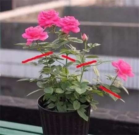 月季花后修剪 月季花后修剪