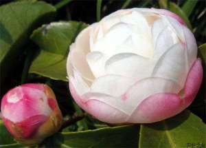 茶花枯枝病
