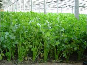 芹菜春季高效栽培关键技术