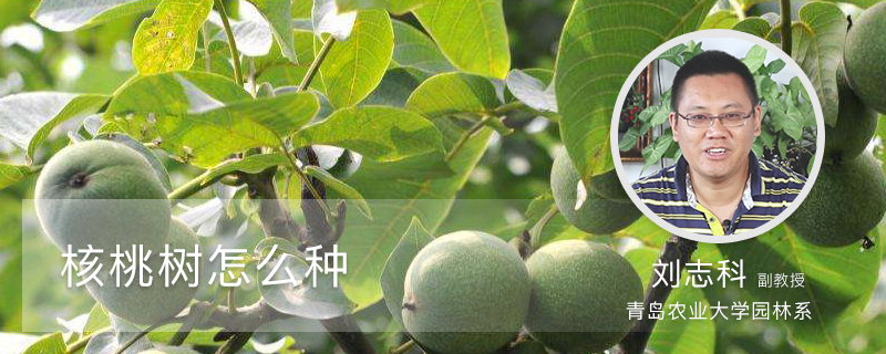 核桃树怎么种 核桃树怎么种