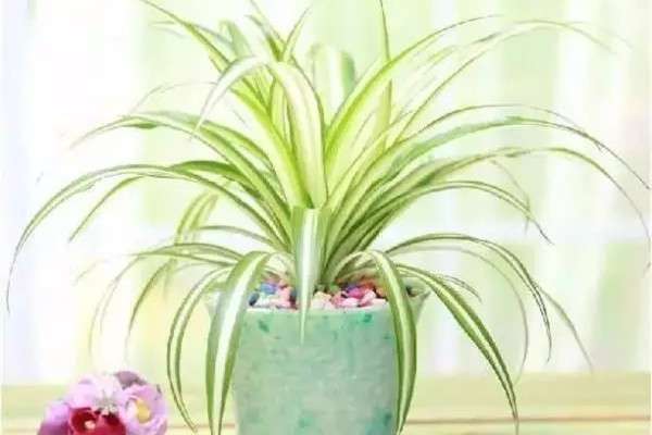 这10种花冬天也能种,既美化环境又能吸甲醛! 这10种花冬天也能种,既美化环境又能吸甲醛!