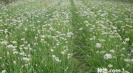 韭菜花怎么种植能高产?