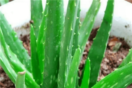 芦荟 芦荟