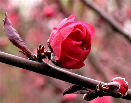 桃花 桃花