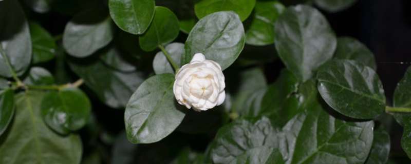 宝珠茉莉怎么养 宝珠茉莉怎么养