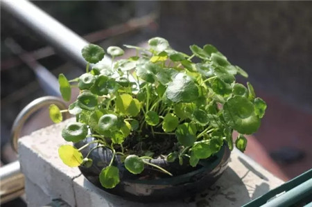 铜钱草 铜钱草