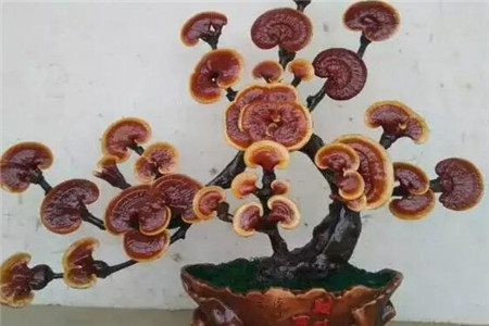 灵芝 灵芝