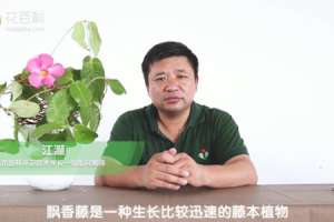 飘香藤长得快吗