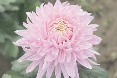 菊花 菊花