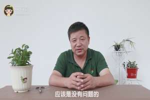豆瓣绿水培养鱼好吗