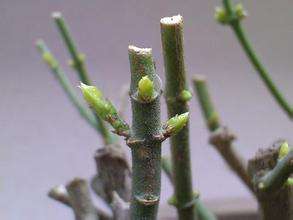 非洲茉莉枝芽 非洲茉莉枝芽