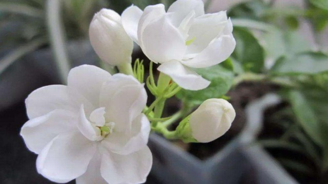 茉莉用什么土养好 茉莉用什么土养好