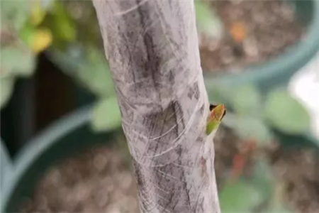 绑住叶芽 绑住叶芽