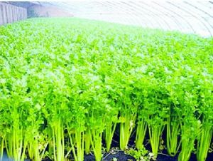芹菜大棚种植管理要点