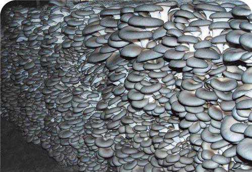 冬季平菇栽培管理要点