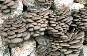 平菇种植常见误区