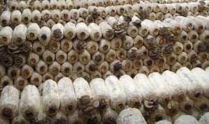 平菇发菌期的管理技术