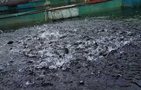 尝试过海水养殖罗非鱼吗？