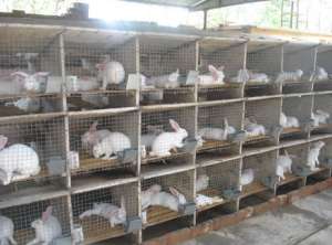獭兔饲养注意要点_养殖方法