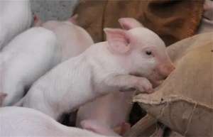 养猪场如何进行驱虫_养殖方法