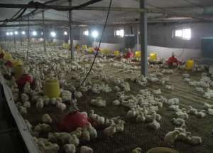 赖氨酸和蛋氨酸在肉仔鸡日粮中具有独立作用_养殖方法