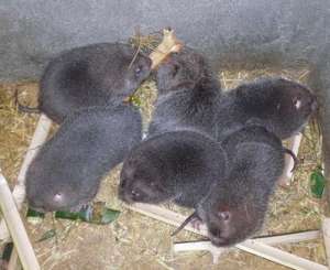 竹鼠绝食证的原因、症状、解决办法_养殖方法