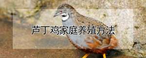 芦丁鸡家庭养殖方法_养殖方法