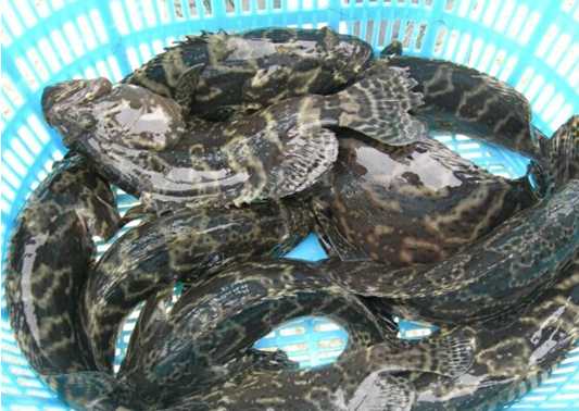 石斑鱼的生物学特性