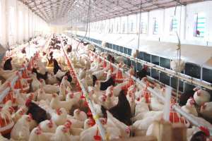 肉仔鸡塑料大棚饲养技术_养殖方法