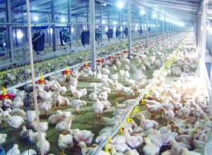 肉仔鸡初次喂水喂料方法_养殖方法