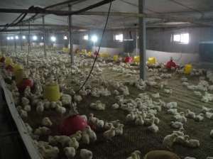 肉仔鸡的饲养方式介绍_养殖方法