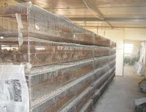 种鹧鸪育成期饲养管理_养殖方法