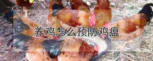 养鸡怎么预防鸡瘟_养殖方法
