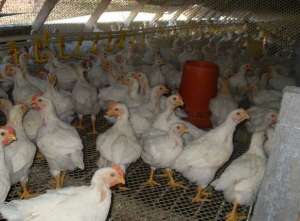 肉仔鸡饲养管理操作程序_养殖方法