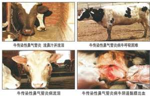牛传染性鼻气管炎的诊断和防治措施(2)_养殖方法