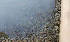 水蛭养殖的种类_养殖