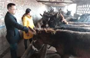 肉驴养殖场如何消毒_养殖方法