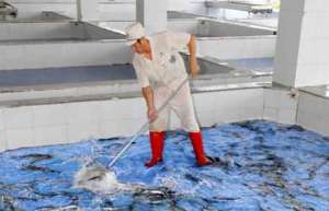 鳗鱼网箱海水养殖技术_养殖方法