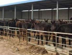 肉驴养殖常用饲料详解_养殖方法