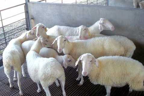 湖羊具备工厂化养殖肉羊品种所需的全部特点