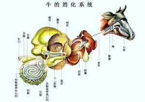 牛的生理解剖图_养殖方法