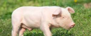 肉猪多久出栏_养殖方法